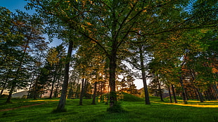 worm's eye view of green trees during daytime