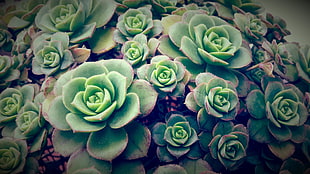 green succulent plants, nature, green, Echeveria, succulent