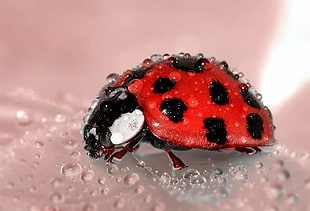 close-up photo of red and black Ladybug HD wallpaper