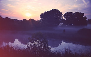 calm body of water, nature, landscape, trees, sunlight