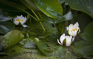 white lotus flower