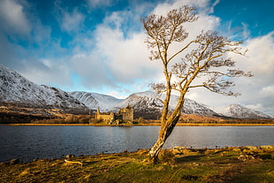 bare tree near pond at daytime HD wallpaper