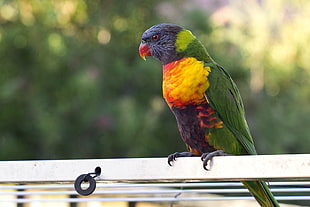 rainbow lorikeet, Parrot, Bird, Multicolored HD wallpaper