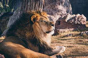 closeup photo of Lion lying near tree HD wallpaper