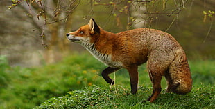 brown and white fox on green grassy field during daytime HD wallpaper