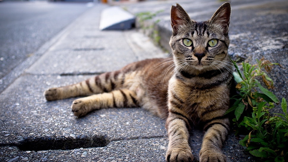 brown tabby cat on road during daytime HD wallpaper