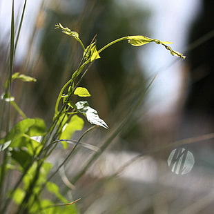 depth of field green leaf plant