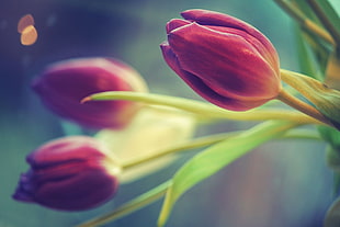 red tulips HD wallpaper