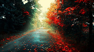 road with red fallen leaves photo HD wallpaper