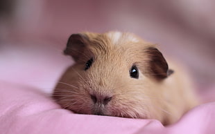 shallow focus photography of guinea pig HD wallpaper