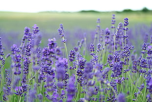 lavender flower view during day time HD wallpaper