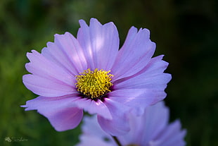 purple and yellow flower photography