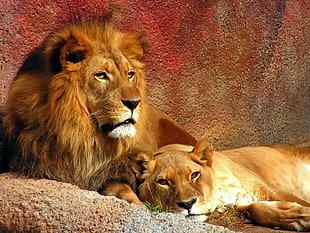 lion and lioness HD wallpaper
