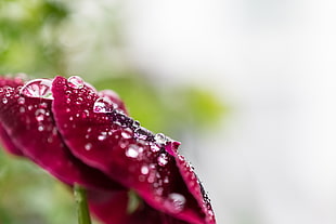 selective focus of purple petaled flower with dew drops HD wallpaper
