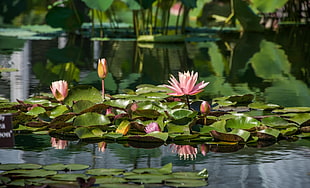 waterlilies in body of water