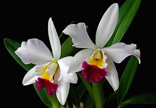 white, yellow and pink orchids HD wallpaper