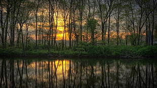 landscape photography of green leaf tree field beside lake during golden hour HD wallpaper