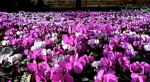 purple and pink flower bed