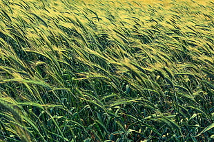 green grass field, Barley, Cereals, Field