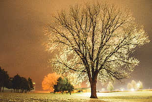 tree sorounded by light photo in nighttime HD wallpaper