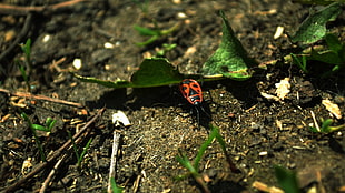 milkweed bug on soil ground beside green leaf closeup photography HD wallpaper