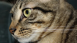 brown tabby cat close-up photography