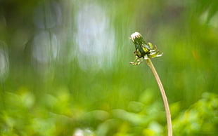 macro photography of flower bud at daytime