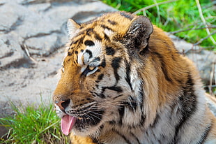 Tiger showing its tongue HD wallpaper