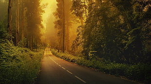 portrait of road and trees