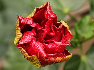 red Tulip flower in close up photography