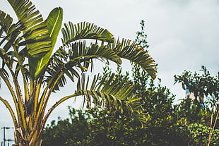 green banana tree, Palm tree, Branch, Leaves HD wallpaper