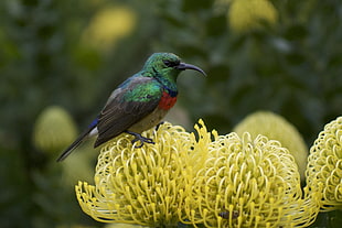 hummingbird perching on yellow flowers at daytime HD wallpaper