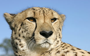 photography of a cheetah