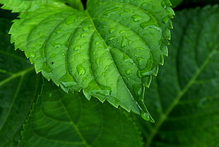 water dew on leaves at daytime HD wallpaper