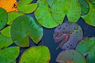 green and blue frog print textile, plants, water, leaves