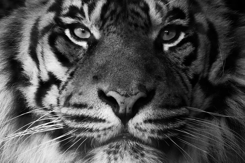 black and white tabby cat, animals, tiger, feline, mammals HD wallpaper