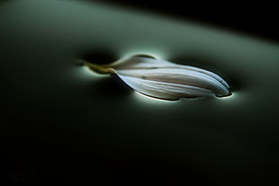 closeup photography of white flower