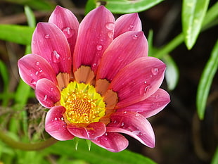 selective photo of red and yellow petal flower, gazania, salisbury HD wallpaper