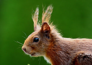 brown squirrel photography