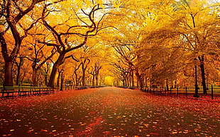 withered tree leaves, landscape, street, leaves, fall HD wallpaper