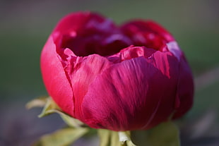 pink Peony flower in bloom close-up photo HD wallpaper