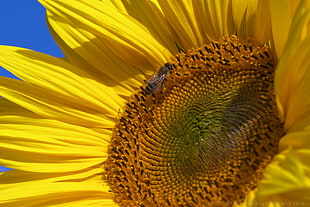 close up photo of sunflower with bee HD wallpaper
