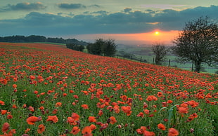 aerial view of red flowers