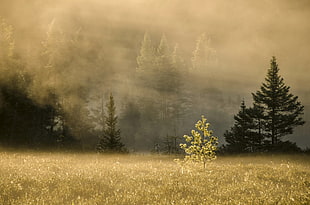 brown and green forest painting