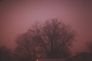 brown bare trees, trees