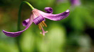 shallow depth of fields photography of purple petaled flower