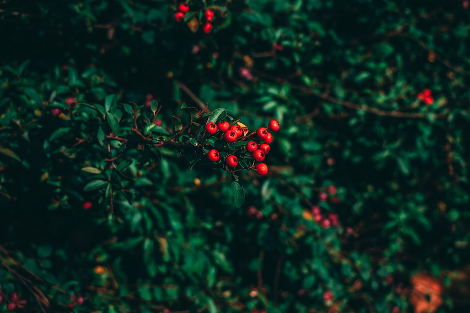 red mistletoe, Ashberry, Tree, Berries HD wallpaper