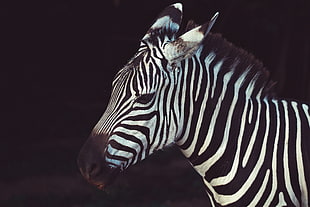 selective photography of zebra