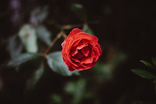 red rose, Flower, Red, Bud HD wallpaper