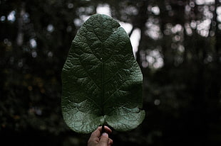 green leaf, Leaf, Hand, Plant